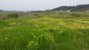 Bloemenweides Mallorca