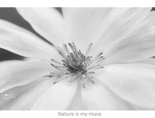 365 dagen bloemen – inspiratie, spelen en volhouden