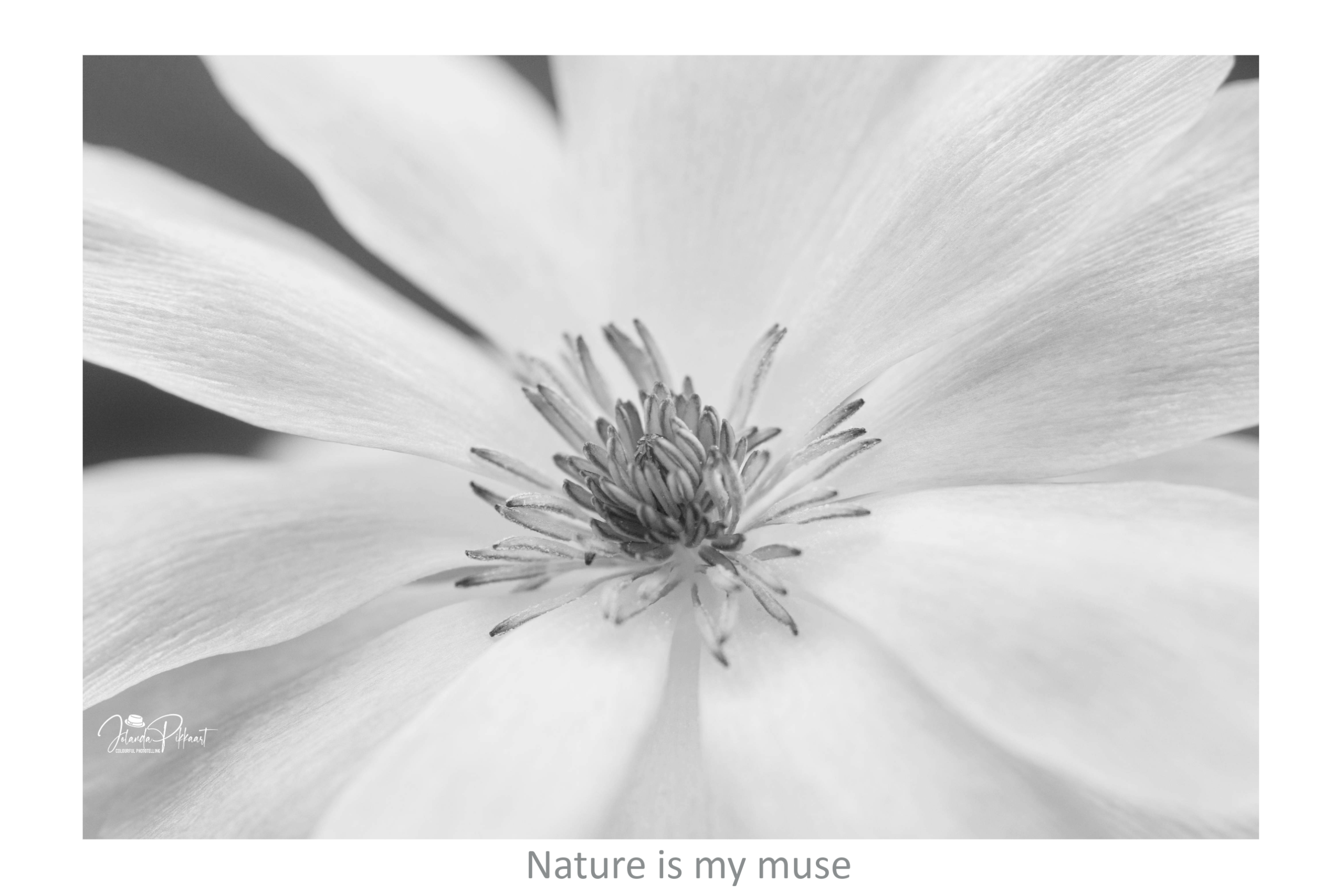 365 bloemen Bitterkruid Lewisia als foto 1