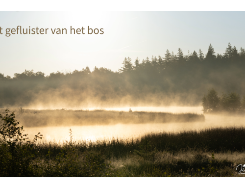 Het gefluister van het bos