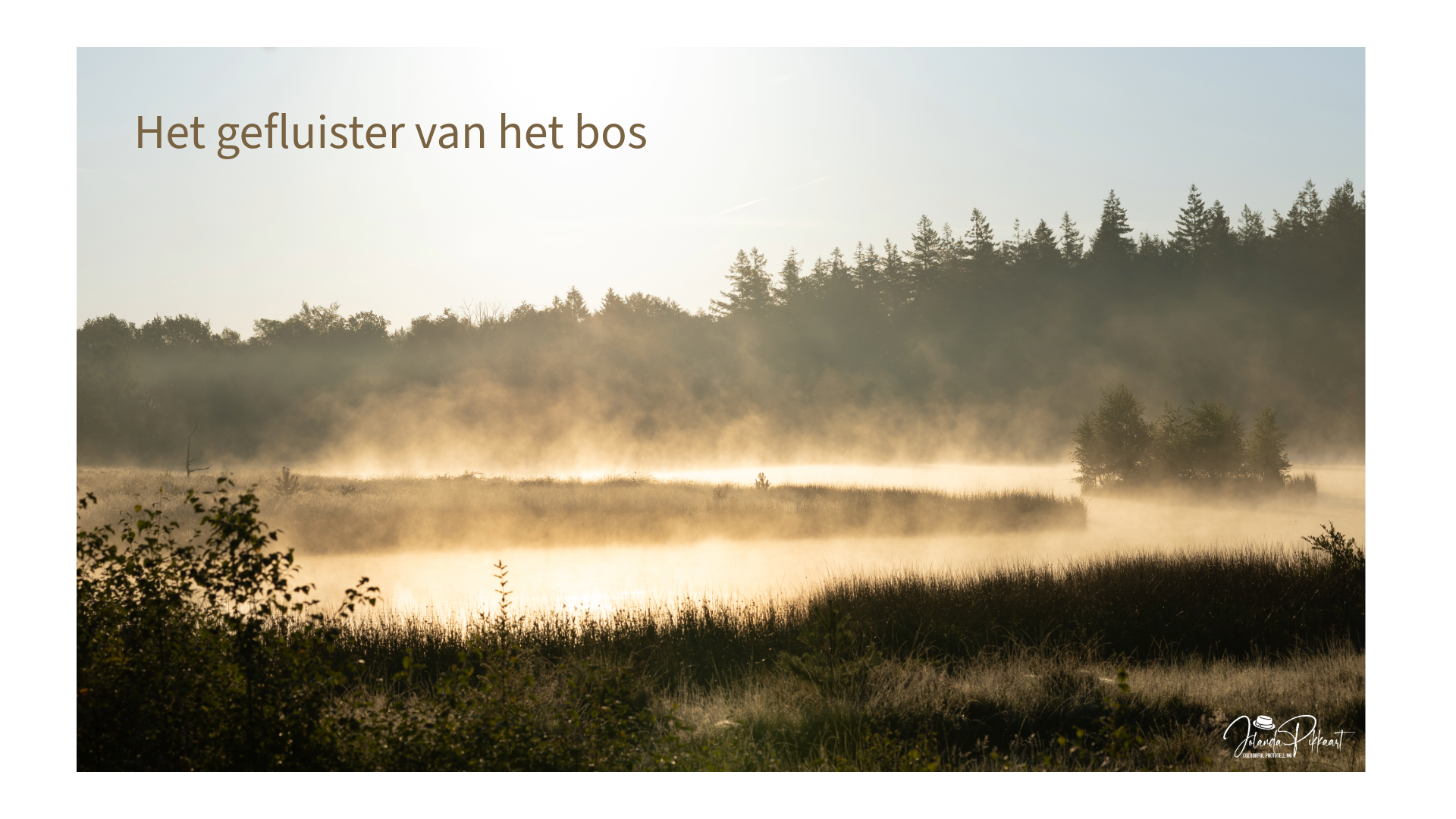 Een meer omringt door mist en een bos tijdens het gouden uur.