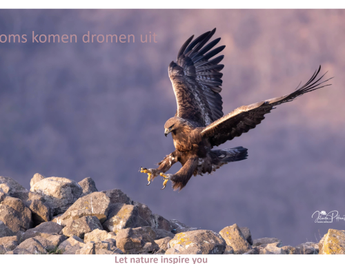 Soms komen dromen uit