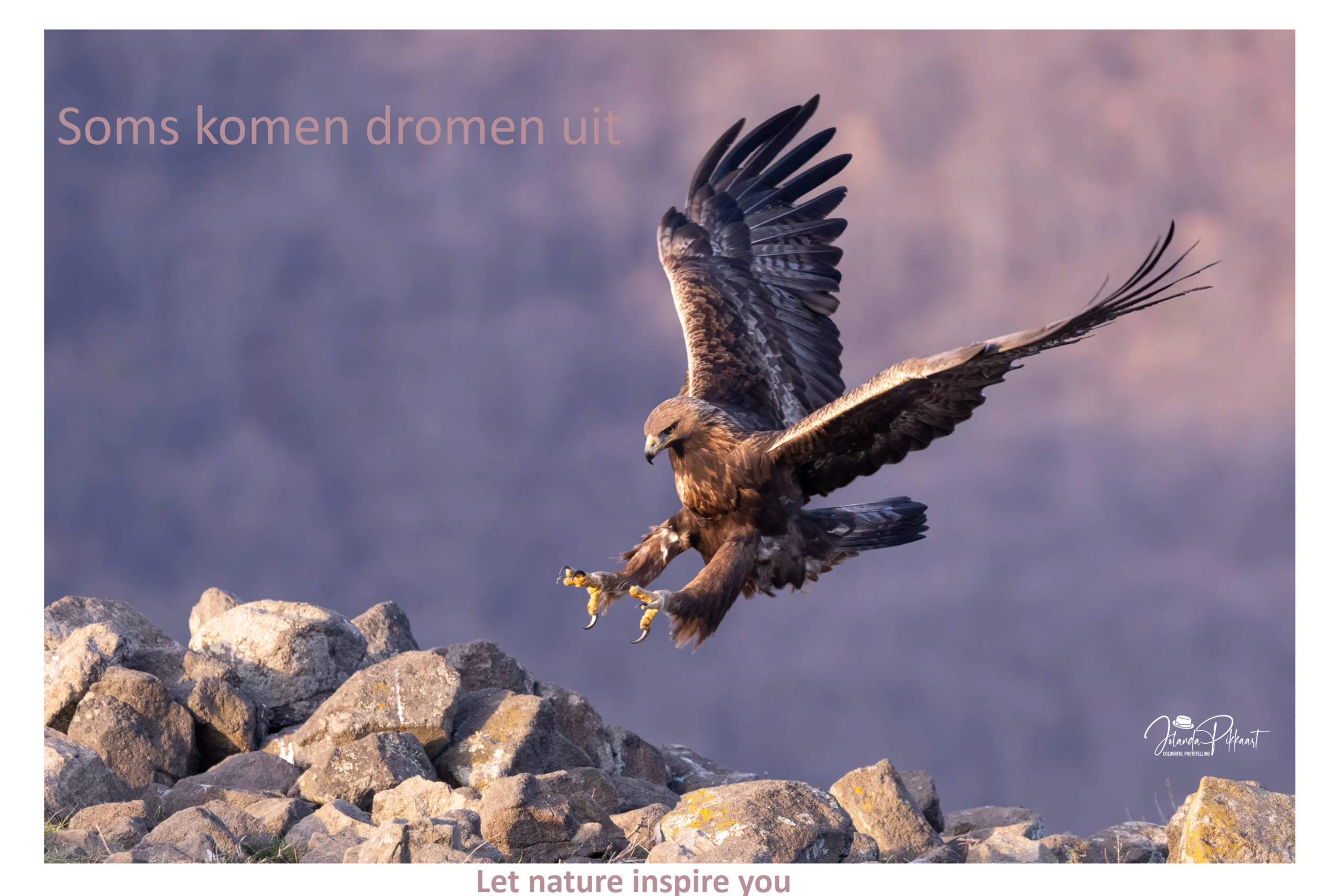 Een steenarend in zijn landing met zijn klauwen vooruit. Erachter de berg in een paarse gloed door het laatste licht die dag in Bulgarije.