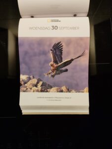 Foto van een steenarend van Jolanda Pikkaart in de NHG scheurkalender